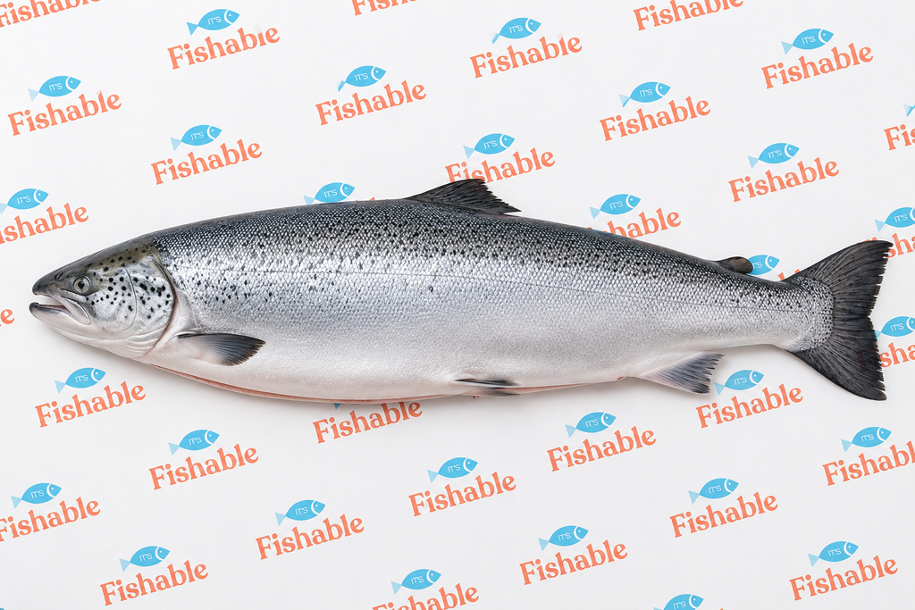 BRONZINO WHOLE