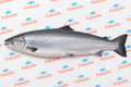 BRONZINO WHOLE