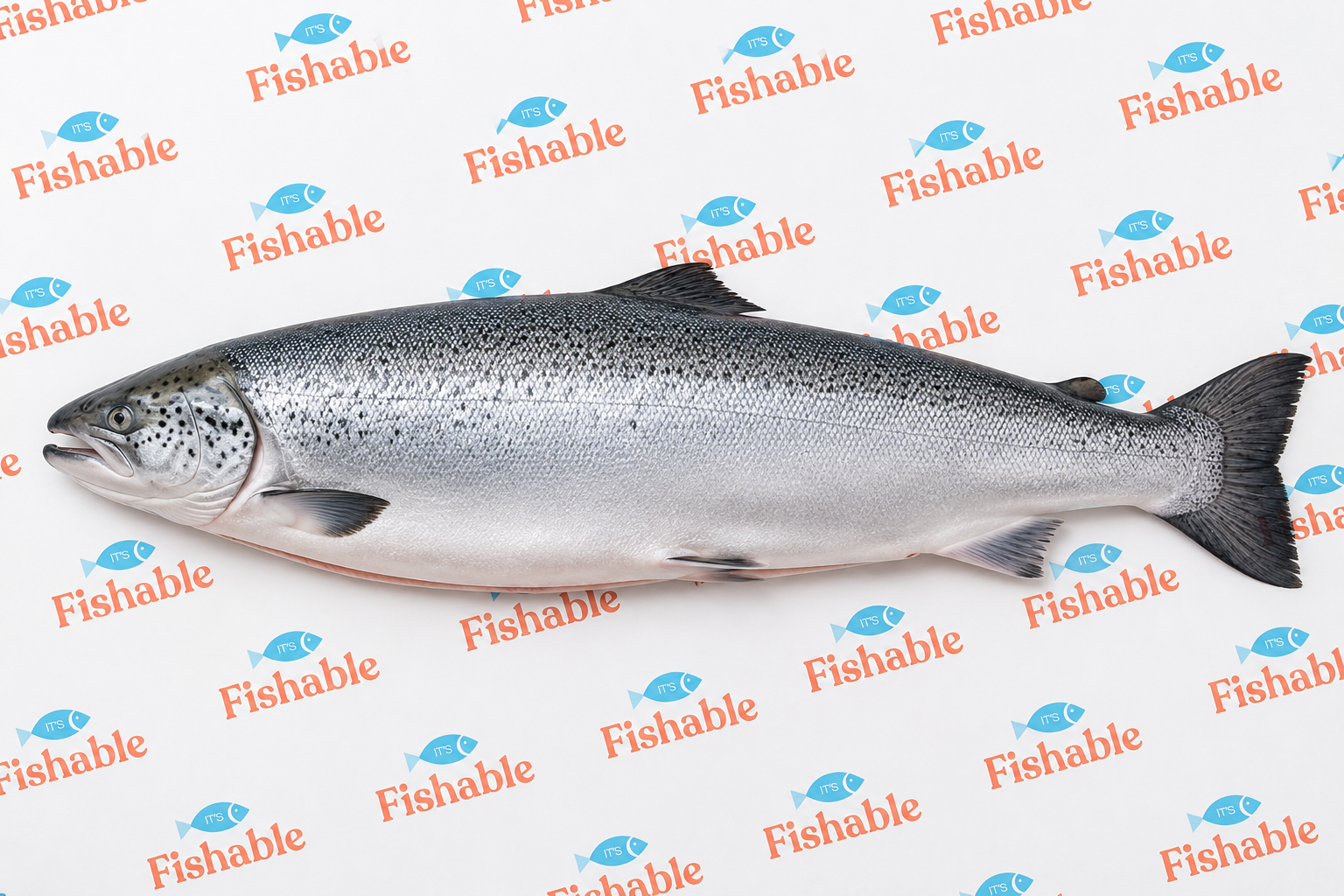 BRONZINO WHOLE