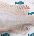 WHITE FISH TAIL
